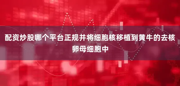 配资炒股哪个平台正规并将细胞核移植到黄牛的去核卵母细胞中